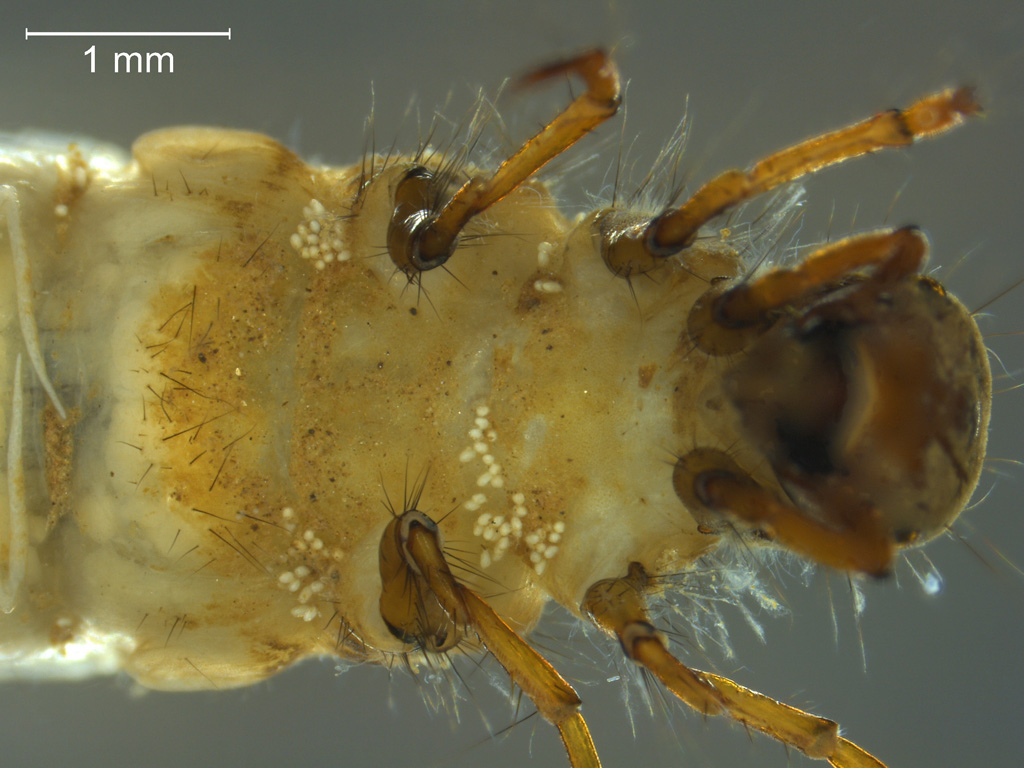 Limnephilus extricatus